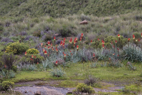 Image of Kniphofia caulescens by (c) Tony Rebelo, some rights reserved (CC BY-SA)