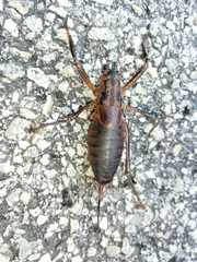 Nesoecia