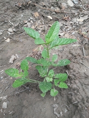 Pitraea cuneato-ovata