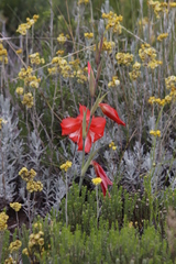Gladiolus saundersii
