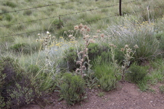 Berkheya cirsiifolia
