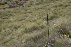 Berkheya cirsiifolia