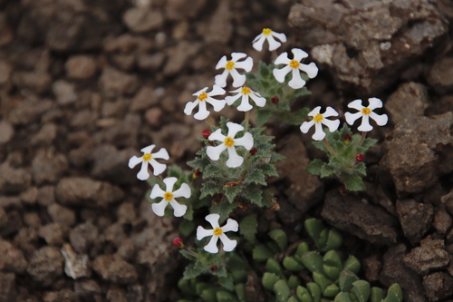 Image of Zaluzianskya crocea by (c) Tony Rebelo, some rights reserved (CC BY-SA)