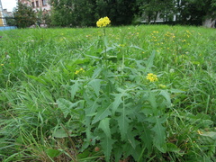 Sisymbrium loeselii