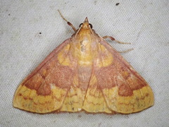 Polygrammodes ponderalis