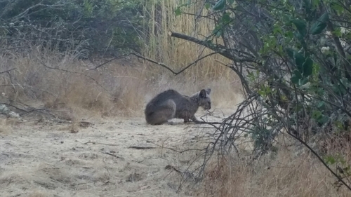 iNaturalist observation photo of Domestic Cat