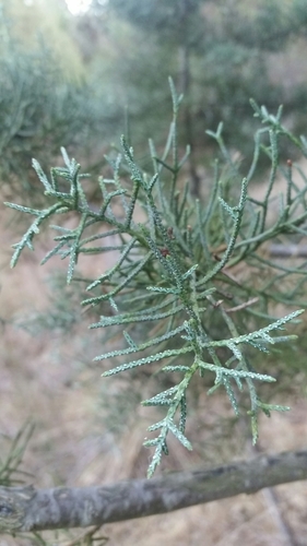 iNaturalist observation photo of junipers