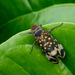 Lanternflies - Photo (c) Luis G Restrepo, some rights reserved (CC BY-NC), uploaded by Luis G Restrepo
