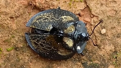 Stolas fasciculata