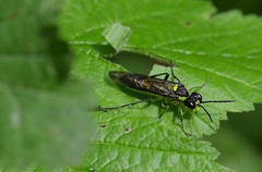 Tenthredo mesomela