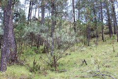 Senecio cinerarioides