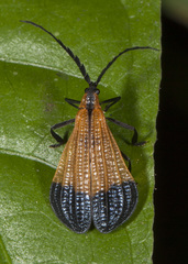 Calopteron terminale