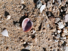 Megapitaria squalida