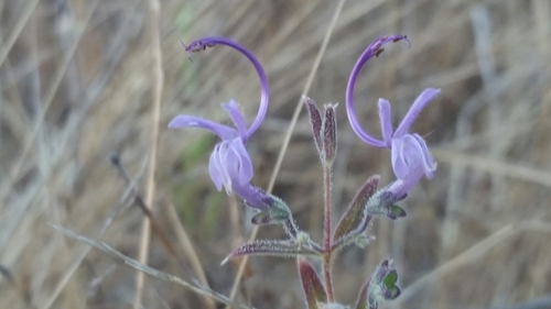 iNaturalist observation photo of Vinegar Weed