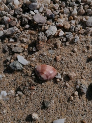 Megapitaria squalida