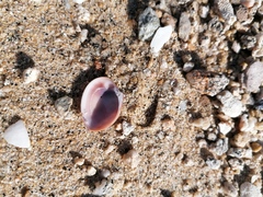 Megapitaria squalida