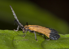 Calopteron terminale