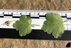 Ribes divaricatum pubiflorum