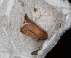 Sesamia nonagrioides