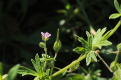 Geranium pusillum