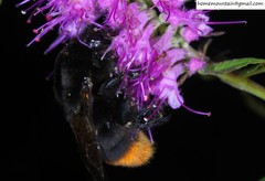 Bombus ignitus