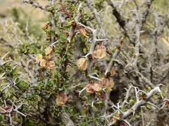 Bougainvillea spinosa