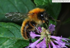 Bombus hedini