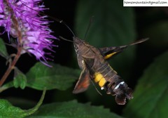 Macroglossum nycteris