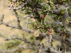 Bougainvillea spinosa