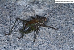 Gampsocleis gratiosa