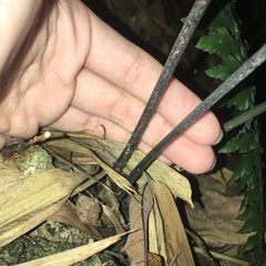 Hymenasplenium excisum