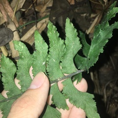 Hymenasplenium excisum