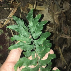 Hymenasplenium excisum