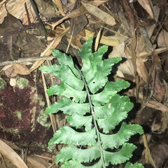 Hymenasplenium excisum