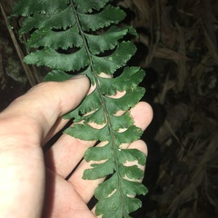 Hymenasplenium excisum