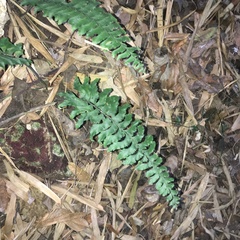 Hymenasplenium excisum