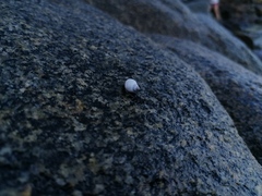 Echinolittorina modesta