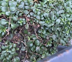 Veronica officinalis