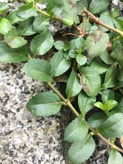 Veronica officinalis