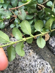 Veronica officinalis