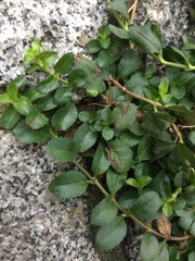 Veronica officinalis