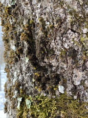 Dendriscocaulon intricatulum