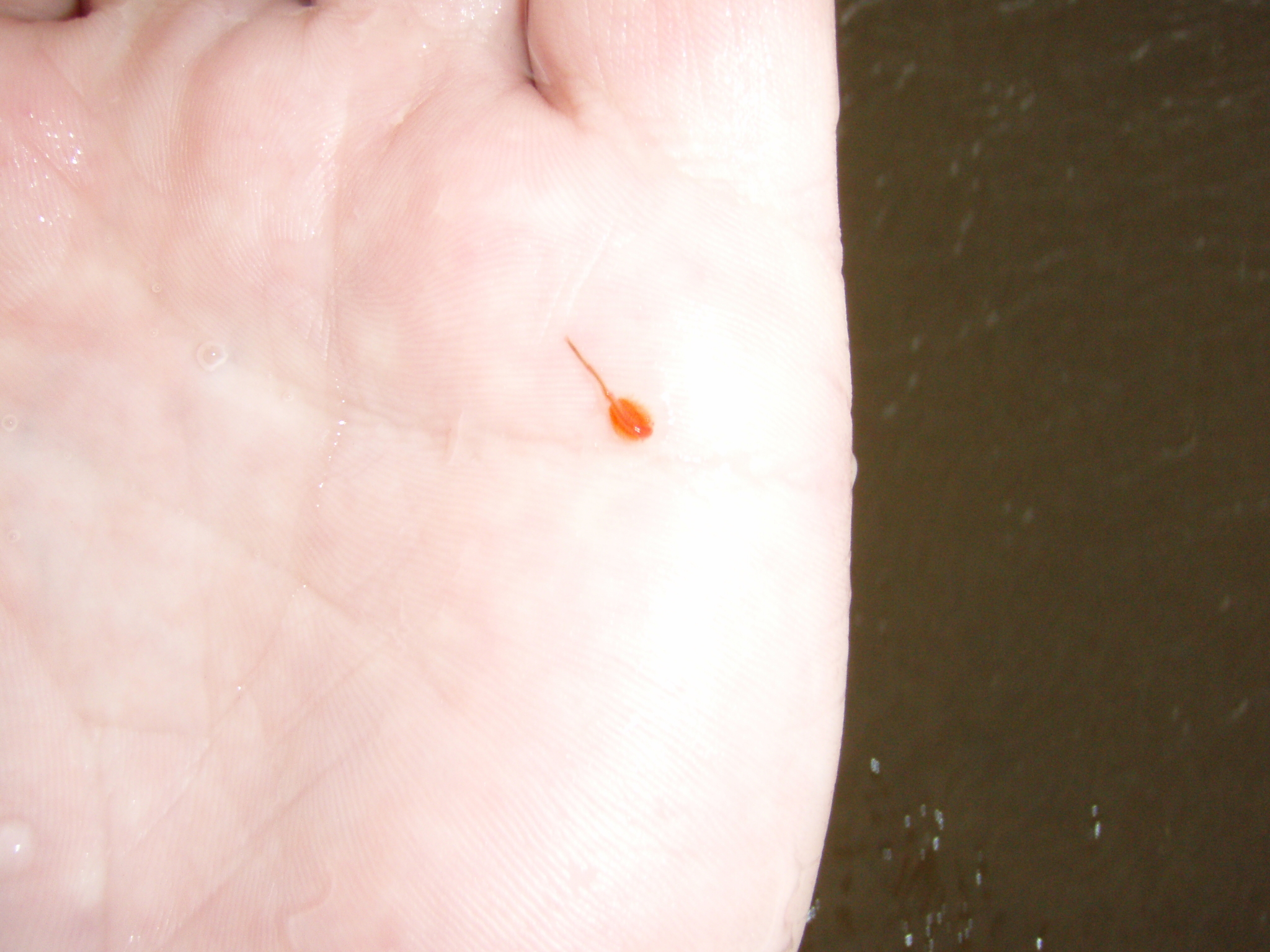 Artemia salina (Linnaeus, 1758)