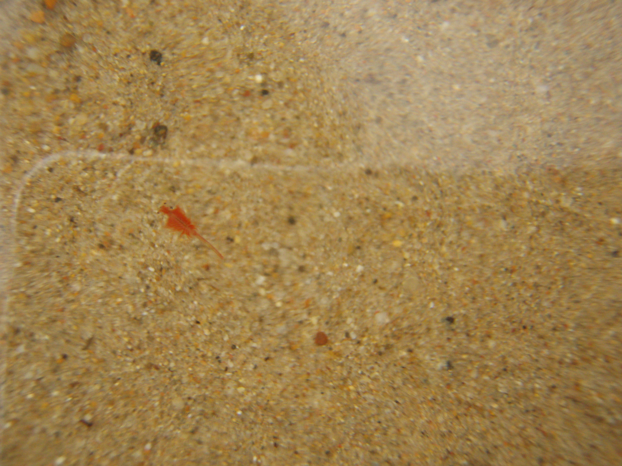 Artemia salina (Linnaeus, 1758)