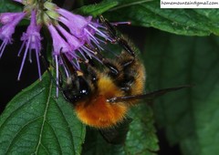 Bombus hedini