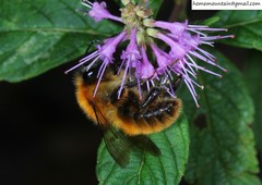 Bombus hedini