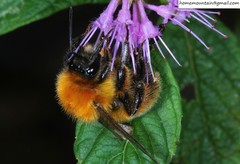 Bombus hedini