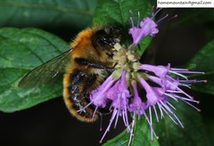 Bombus hedini