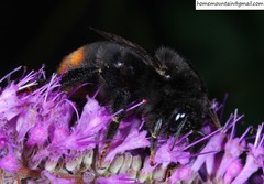 Bombus ignitus