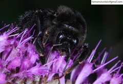 Bombus ignitus
